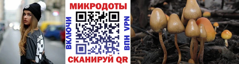 Галлюциногенные грибы Psilocybe hydra Касимов